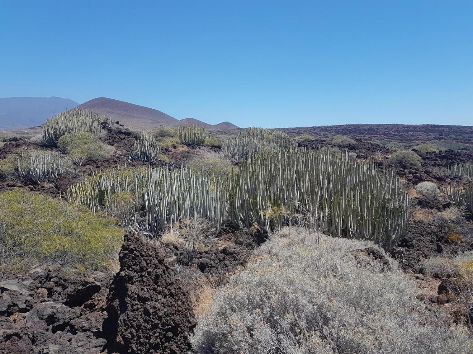 Las Palmeras Puertito de Guimar Buitenkant foto